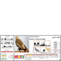 گونه عقاب شاهی Eastern Imperial Eagle